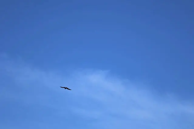 東北角暨宜蘭海岸國家風景區 - 深澳漁港 - 老鷹