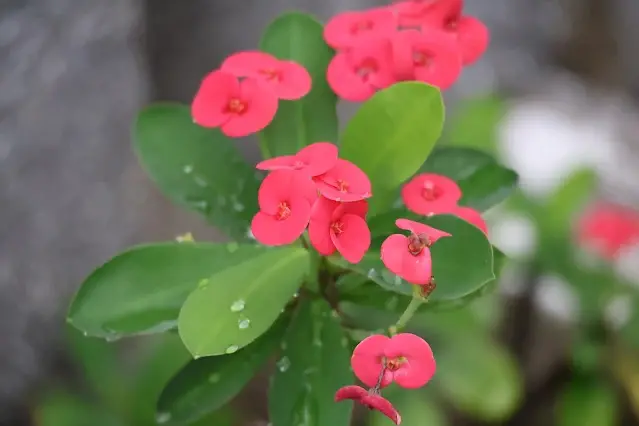 石門水庫風景區 - 嵩台 - 虎刺梅