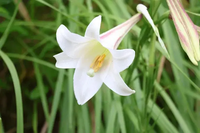 石門水庫風景區 - 嵩台 - 臺灣百合