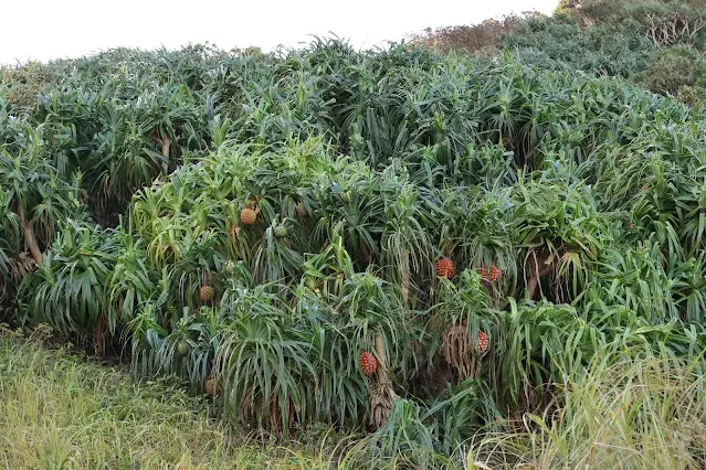 東北角暨宜蘭海岸國家風景區 - 鼻頭角步道