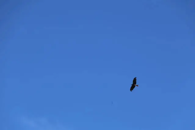 東北角暨宜蘭海岸國家風景區 - 深澳漁港 - 老鷹