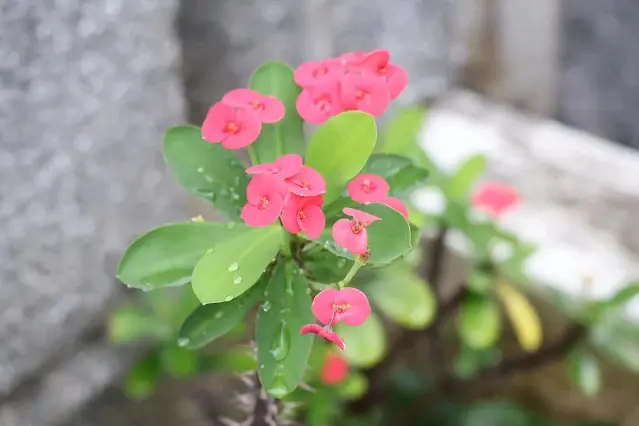 石門水庫風景區 - 嵩台 - 虎刺梅
