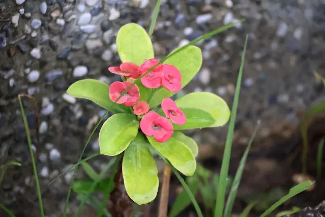 石門水庫風景區 - 嵩台 - 虎刺梅