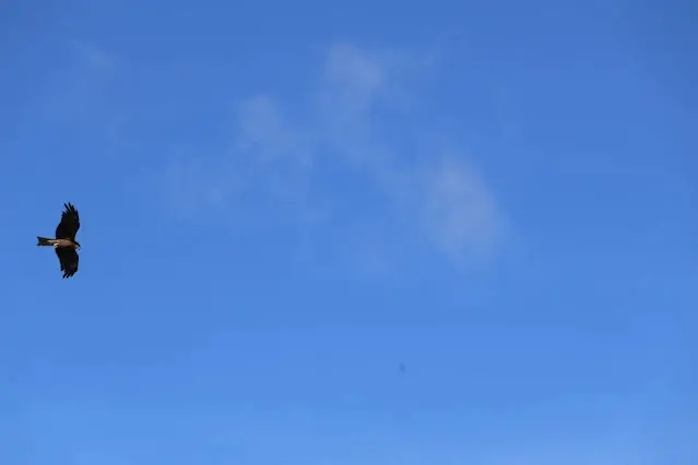 東北角暨宜蘭海岸國家風景區 - 深澳漁港 - 老鷹