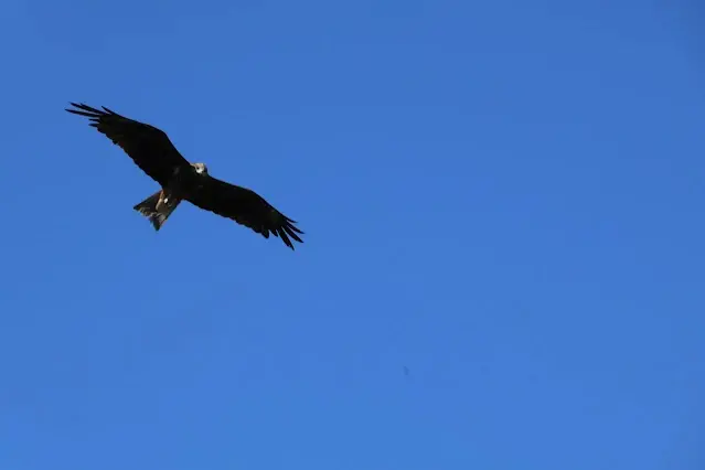 東北角暨宜蘭海岸國家風景區 - 深澳漁港 - 老鷹
