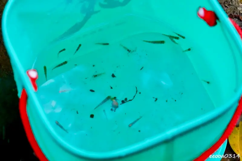 三峽大豹溪玩水攻略｜仙雲閣山莊免費溪邊烤肉玩水 + 荒郊野外