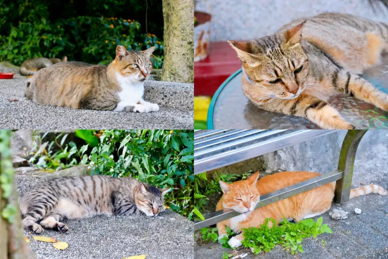 瑞芳黃金山城小旅行｜礦工的腳印 × 瑞芳老街DIY × 猴硐