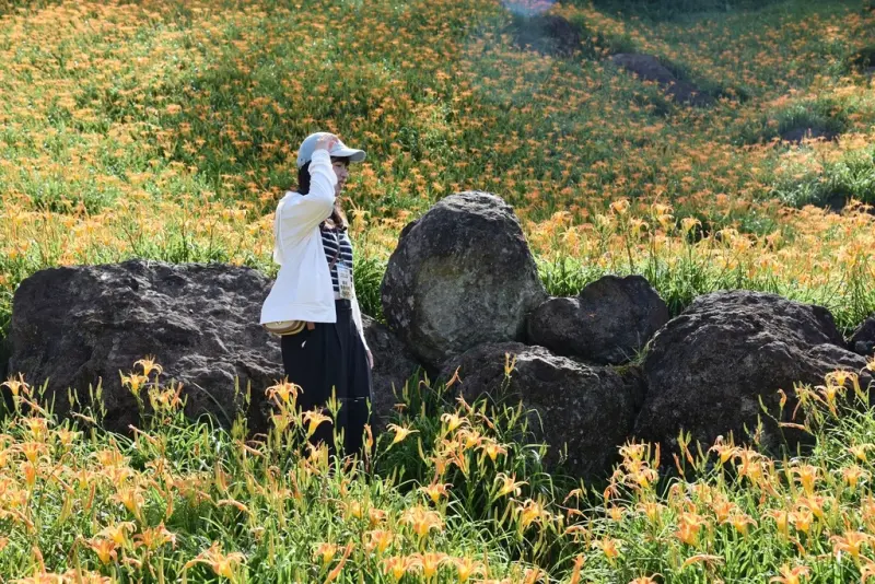 花蓮富里鄉2天1夜｜六十石山金針花季 里山-竹香物語體驗 稻