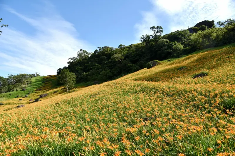 花蓮富里鄉2天1夜｜六十石山金針花季 里山-竹香物語體驗 稻