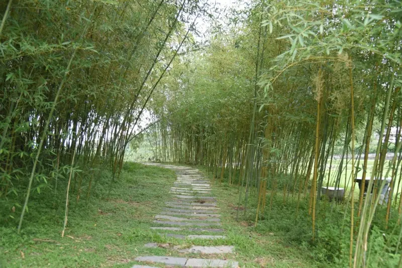 花蓮富里鄉2天1夜｜六十石山金針花季 里山-竹香物語體驗 稻