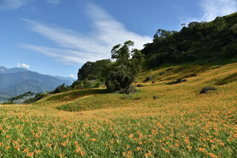 花蓮富里鄉2天1夜｜六十石山金針花季 里山-竹香物語體驗 稻