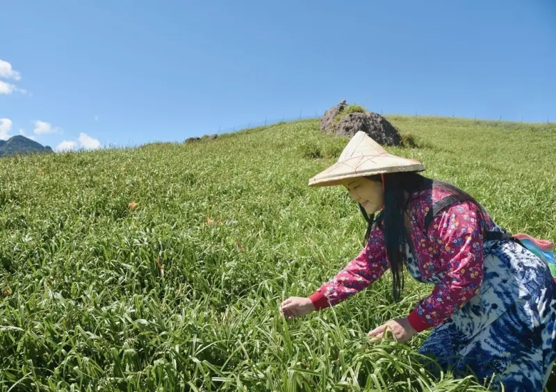 花蓮富里鄉2天1夜｜六十石山金針花季 里山-竹香物語體驗 稻