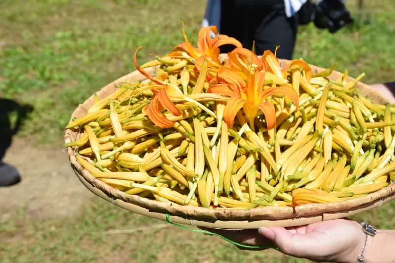 花蓮富里鄉2天1夜｜六十石山金針花季 里山-竹香物語體驗 稻
