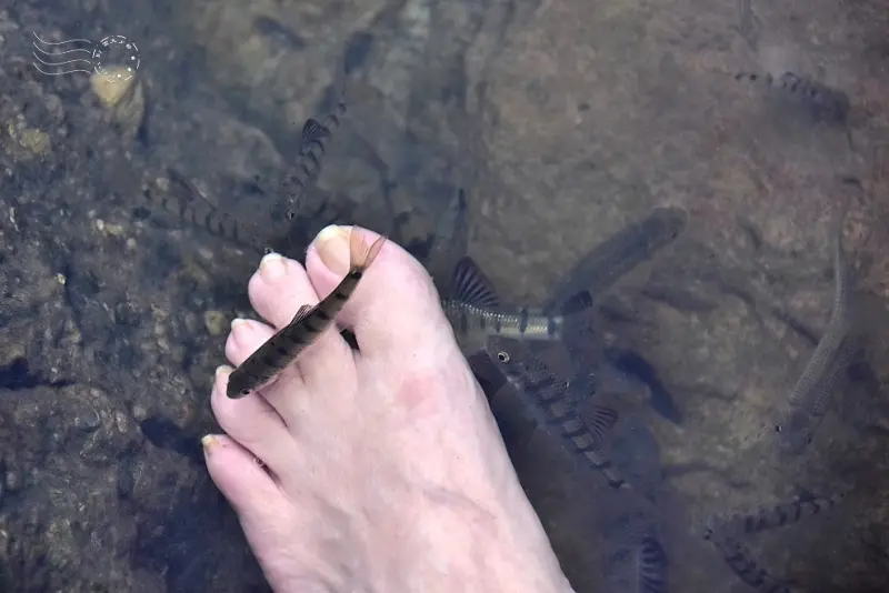 【猴洞坑瀑布】上層水潭小魚