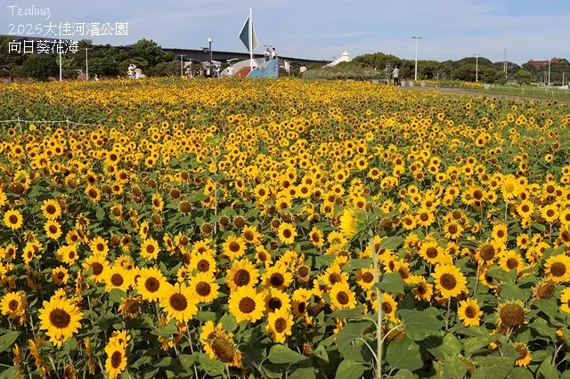 2025大佳河濱公園向日葵花海，9/18花況直擊🌸，向日葵海