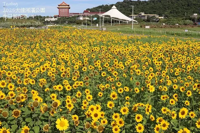 2025大佳河濱公園向日葵花海，9/18花況直擊🌸，向日葵海