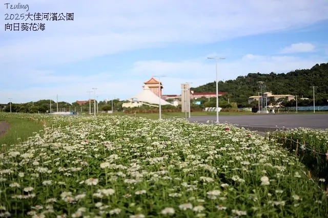 2025大佳河濱公園向日葵花海，9/18花況直擊🌸，向日葵海