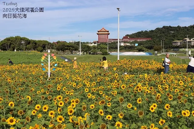 2025大佳河濱公園向日葵花海，9/18花況直擊🌸，向日葵海