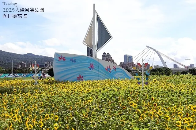 2025大佳河濱公園向日葵花海，9/18花況直擊🌸，向日葵海