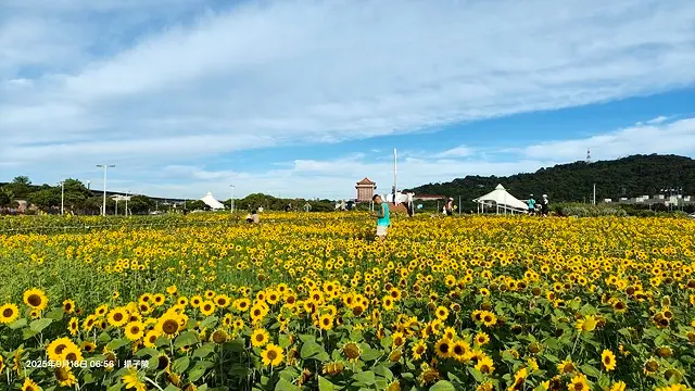 2025大佳河濱公園向日葵花海，9/18花況直擊🌸，向日葵海