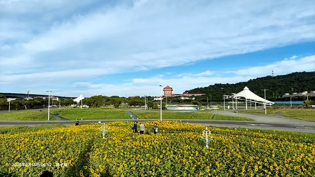 2025大佳河濱公園向日葵花海，9/18花況直擊🌸，向日葵海