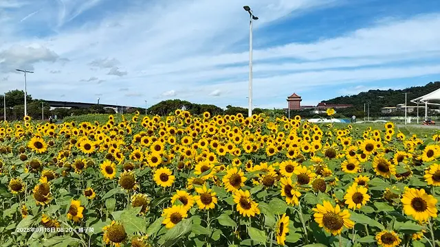 2025大佳河濱公園向日葵花海，9/18花況直擊🌸，向日葵海