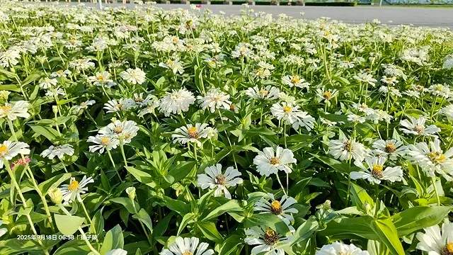 2025大佳河濱公園向日葵花海，9/18花況直擊🌸，向日葵海