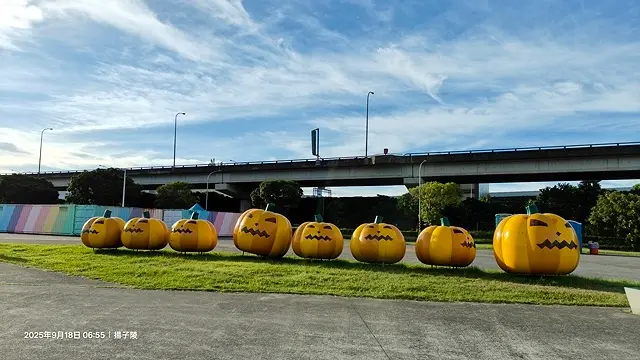2025大佳河濱公園向日葵花海，9/18花況直擊🌸，向日葵海