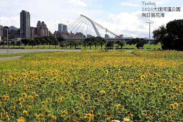 2025大佳河濱公園向日葵花海，9/18花況直擊🌸，向日葵海