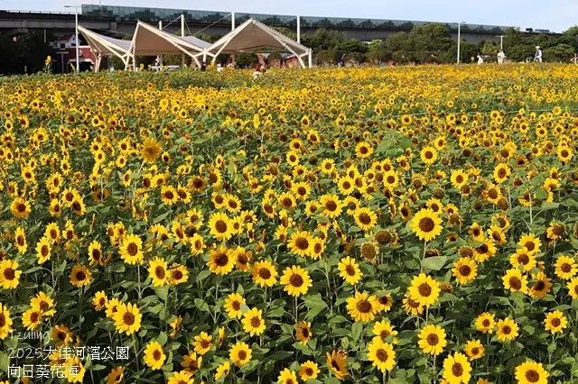 2025大佳河濱公園向日葵花海，9/18花況直擊🌸，向日葵海