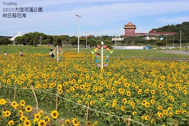 2025大佳河濱公園向日葵花海，9/18花況直擊🌸，向日葵海