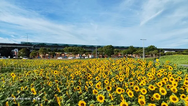2025大佳河濱公園向日葵花海，9/18花況直擊🌸，向日葵海