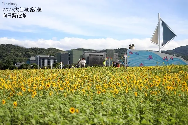 2025大佳河濱公園向日葵花海，9/18花況直擊🌸，向日葵海