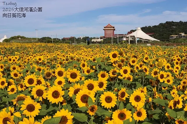 2025大佳河濱公園向日葵花海，9/18花況直擊🌸，向日葵海