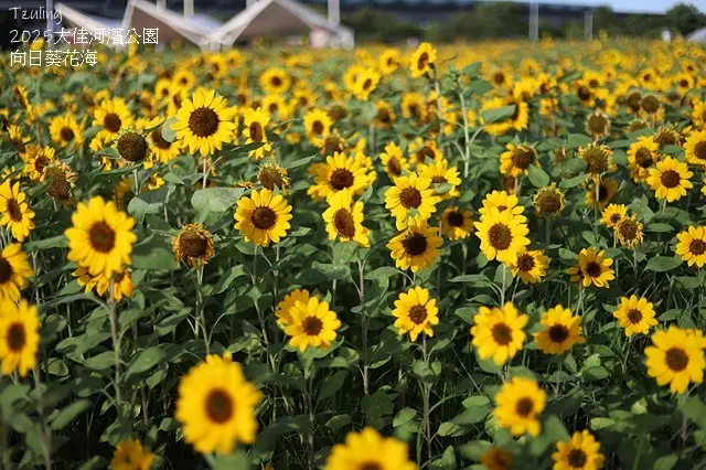 2025大佳河濱公園向日葵花海，9/18花況直擊🌸，向日葵海