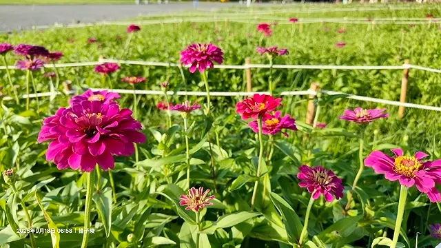 2025大佳河濱公園向日葵花海，9/18花況直擊🌸，向日葵海