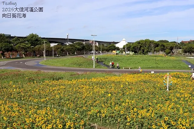 2025大佳河濱公園向日葵花海，9/18花況直擊🌸，向日葵海
