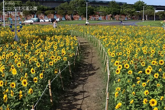 2025大佳河濱公園向日葵花海，9/18花況直擊🌸，向日葵海