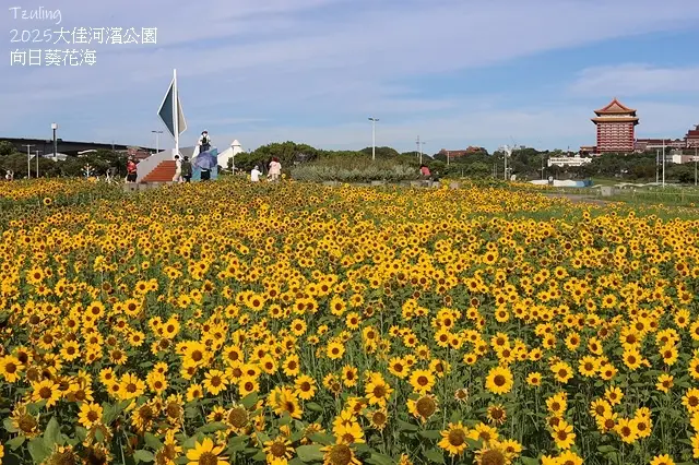 2025大佳河濱公園向日葵花海，9/18花況直擊🌸，向日葵海