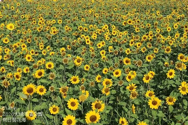 2025大佳河濱公園向日葵花海，9/18花況直擊🌸，向日葵海