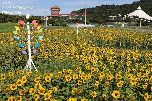 2025大佳河濱公園向日葵花海，9/18花況直擊🌸，向日葵海