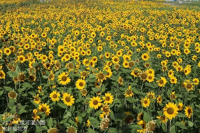 2025大佳河濱公園向日葵花海，9/18花況直擊🌸，向日葵海