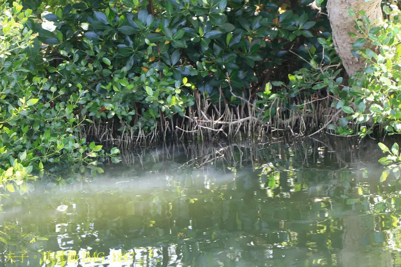 四鯤鯓紅樹林生態遊船 紅樹林生態 X 養蚵產業 X 安平商港