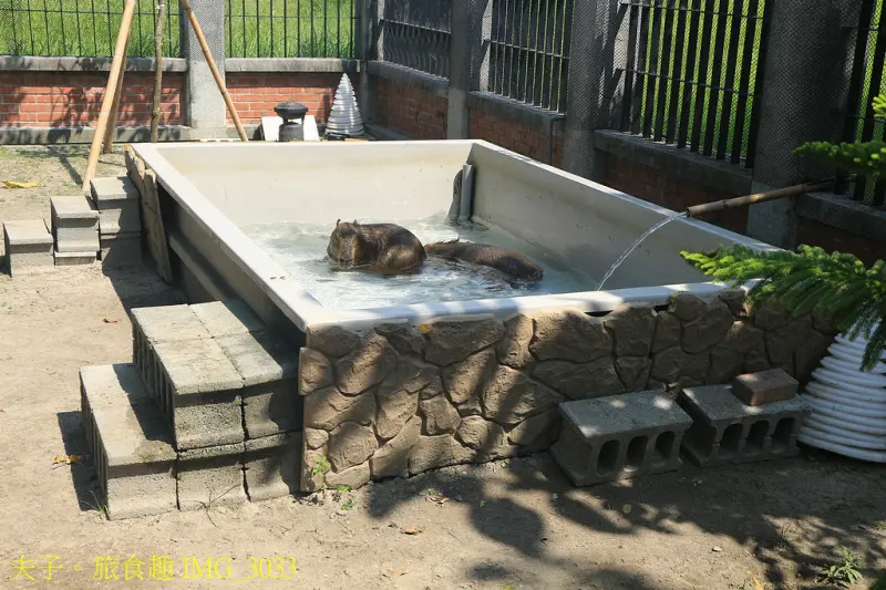 2025卡比胖拉出沒注意！台南萌翻天 快揪朋友來台南安平找超