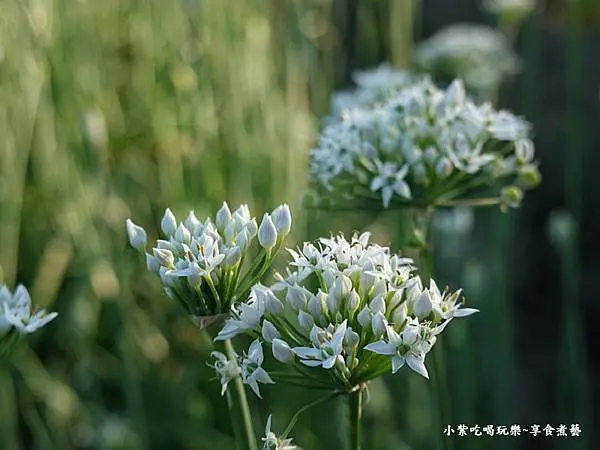 第一站-大溪五線譜-2025大溪韭菜花節 (2).jpg