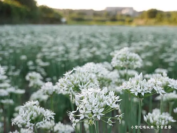 第3站七彩捕夢好運降臨-2025大溪韭菜花節 (8).jpg