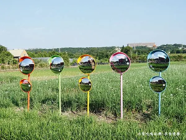 第2站韭菜花田-2025大溪韭菜花節 (5).jpg