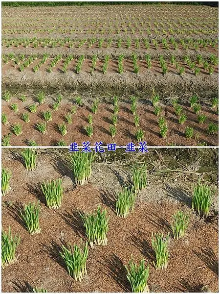 收割完長出的新韭菜-2025大溪韭菜花節.jpg