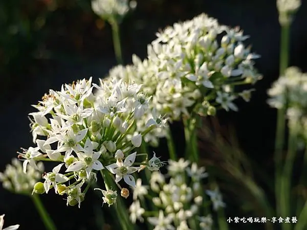 第5站鯉魚旗飛揚-2025大溪韭菜花節 (4).jpg