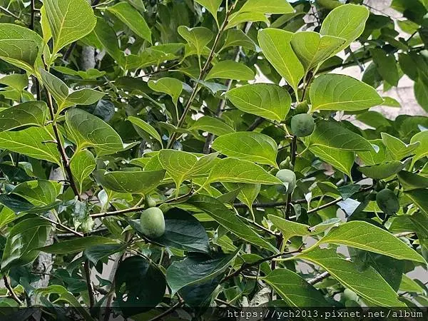 20250620壽豐壽農社區山下部落研習1